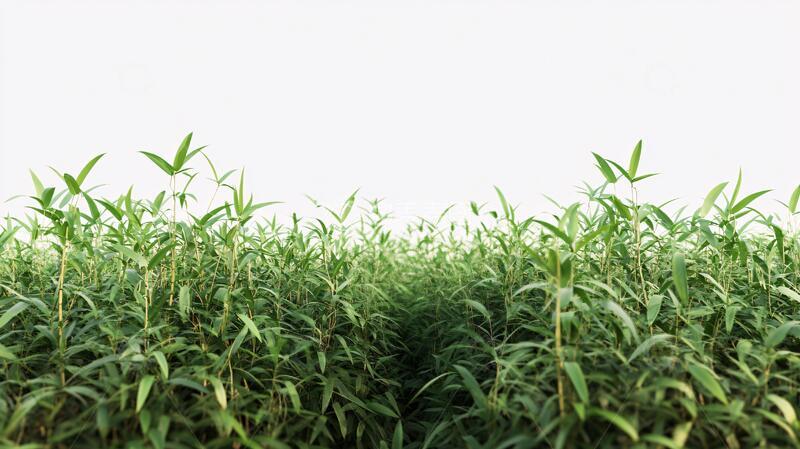 高清大图下载【趣麦麦图】竹节新生绿色垂直自然
