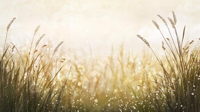 高清大图下载【趣麦麦图】露水染白的草地