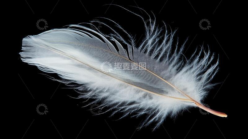 高清大图下载【趣麦麦图】一只鹅毛鹅毛鸡毛绒毛