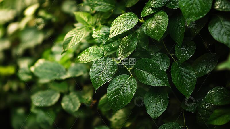 高清大图下载【趣麦麦图】唯美的绿叶绿叶壁纸嫩叶