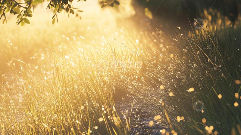 高清大图下载【趣麦麦图】唯美小草光影4