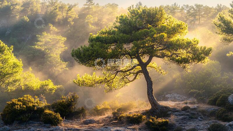 高清大图下载【趣麦麦图】阳光穿过松树