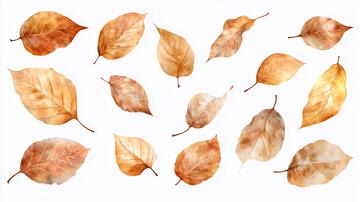 水彩落叶素材落叶水彩