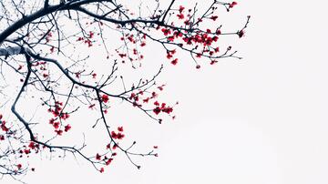 冬季木棉棉花红果红棉