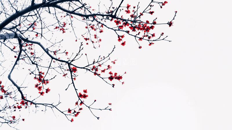 高清大图下载【趣麦麦图】冬季木棉棉花红果红棉