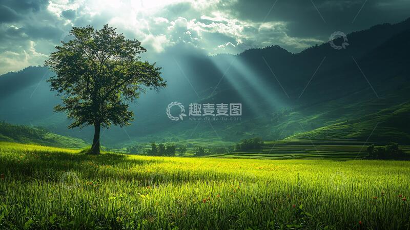 高清大图下载【趣麦麦图】唯美阳光小树8