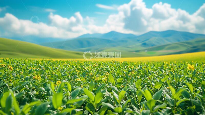 高清大图下载【趣麦麦图】茶园背景图茶园茶叶绿色