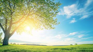 阳光草地阳光下的大树