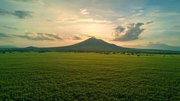 东北大面积稻田
