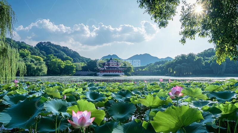 高清大图下载【趣麦麦图】避暑山庄荷花1