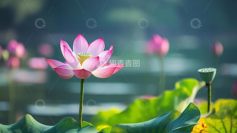 高清大图下载【趣麦麦图】荷花高清电脑桌面壁纸15