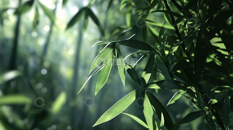 高清大图下载【趣麦麦图】唯美竹影竹韵43