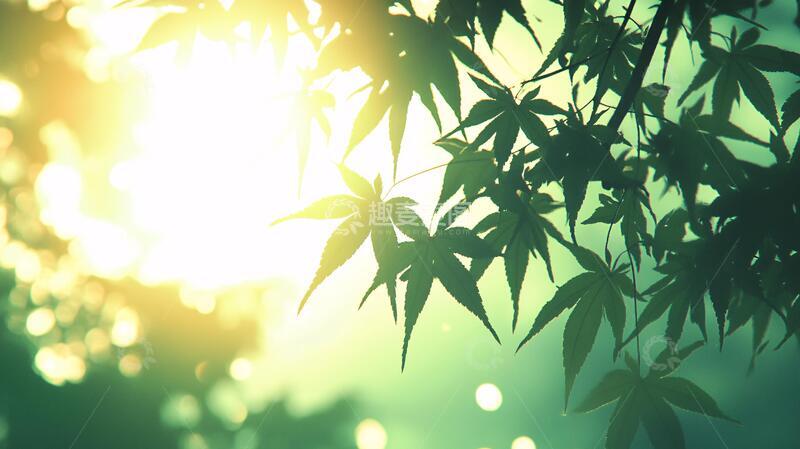 高清大图下载【趣麦麦图】唯美竹叶实拍1