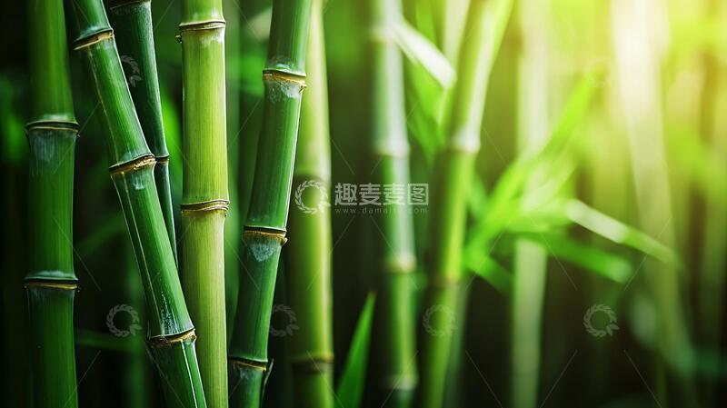 高清大图下载【趣麦麦图】绿色环保竹林壁纸6