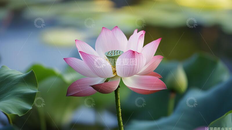 高清大图下载【趣麦麦图】娇艳欲滴的荷花花骨朵