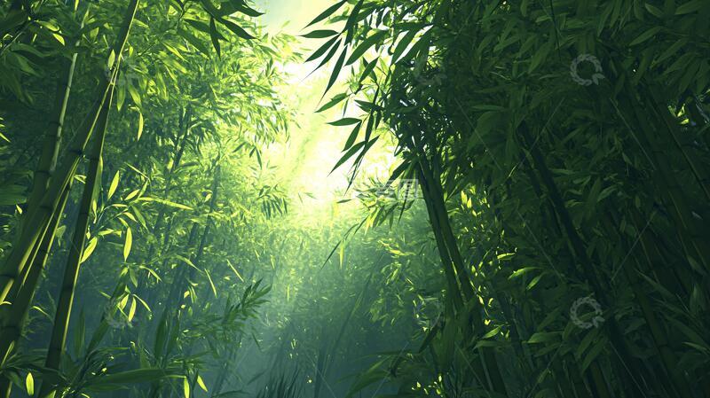 高清大图下载【趣麦麦图】竹林背景桌面5