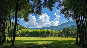 竹林山丘竹林竹海山丘