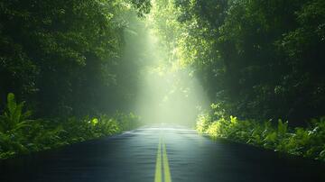 密林中的光道路小道林间