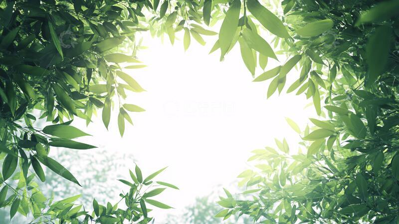 高清大图下载【趣麦麦图】竹叶阳光竹叶背景逆光