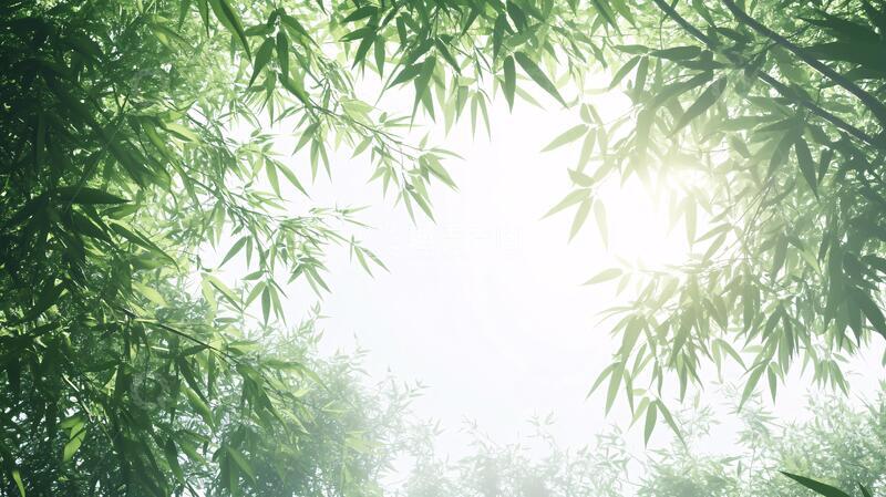 高清大图下载【趣麦麦图】迷雾翠竹竹叶绿竹背景