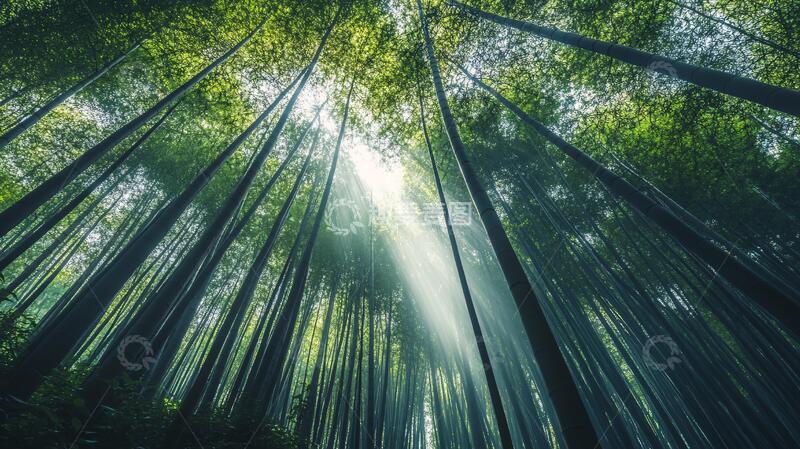 高清大图下载【趣麦麦图】唯美竹海意境素材梦幻