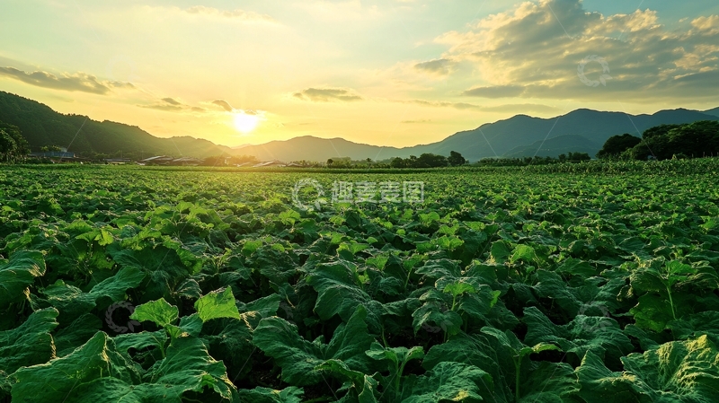 高清大图下载【趣麦麦图】夕阳下的菜地