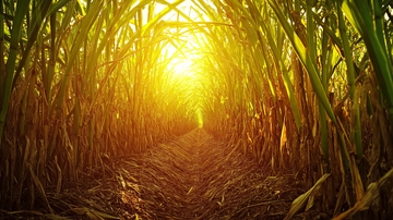甘蔗园晨光7