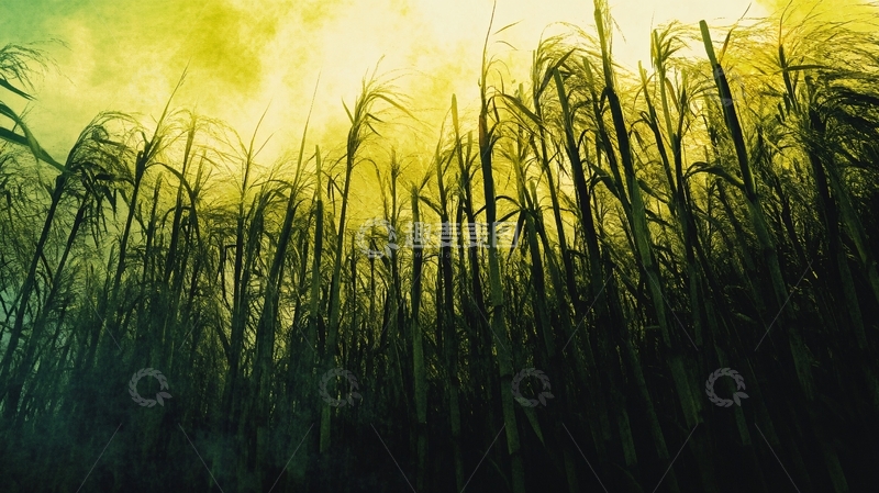 高清大图下载【趣麦麦图】画意芦苇光影背景