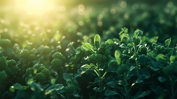 西兰花农场实拍2