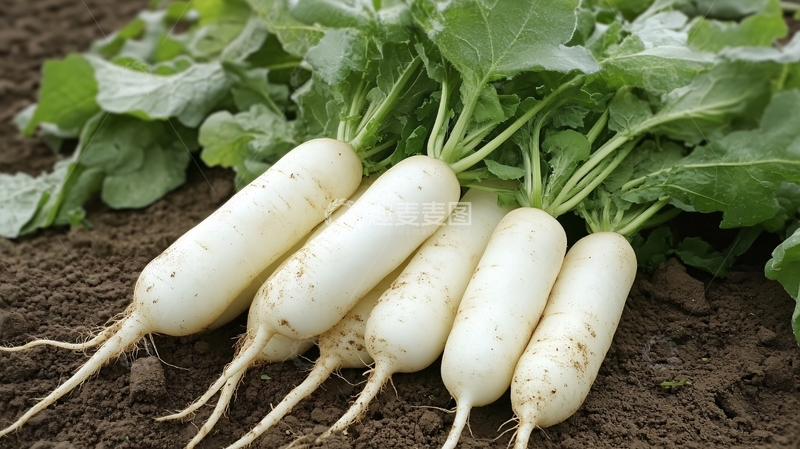 高清大图下载【趣麦麦图】白萝卜种植1