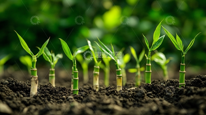 高清大图下载【趣麦麦图】青笋种植