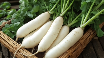 白萝卜详情
