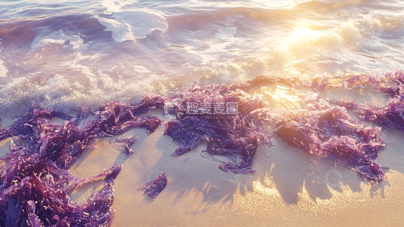 高清大图下载【趣麦麦图】红海藻滩涂