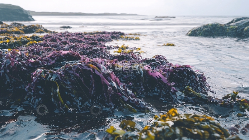 高清大图下载【趣麦麦图】收皮海草