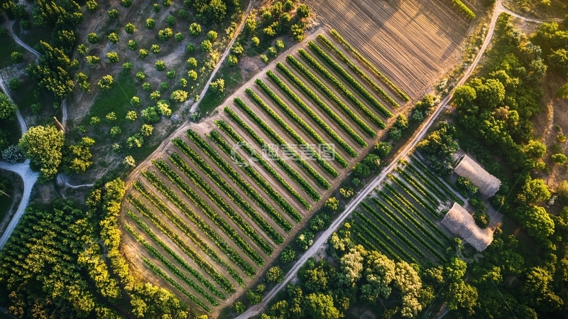 高清大图下载【趣麦麦图】航拍葡萄园