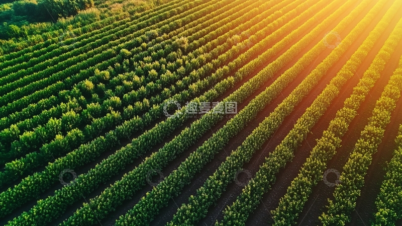 高清大图下载【趣麦麦图】种植园鸟瞰图1