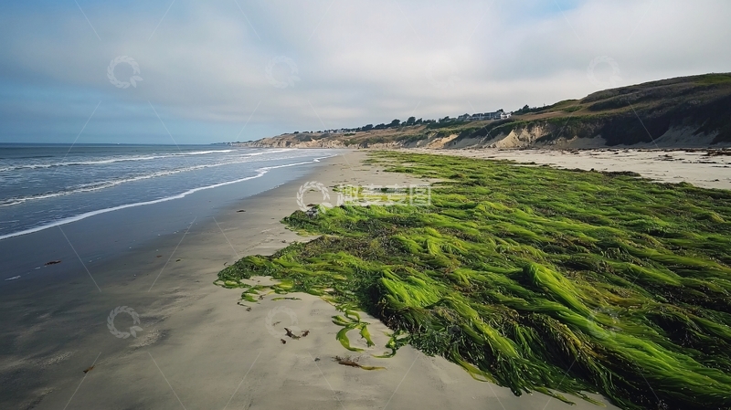 高清大图下载【趣麦麦图】海滩浒苔