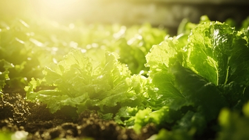 阳光下的青菜49