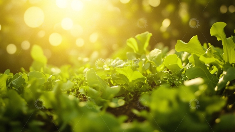 高清大图下载【趣麦麦图】金色阳光绿色植物1