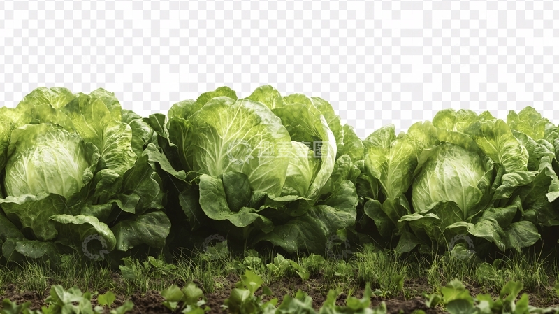 高清大图下载【趣麦麦图】高清蔬菜青菜8