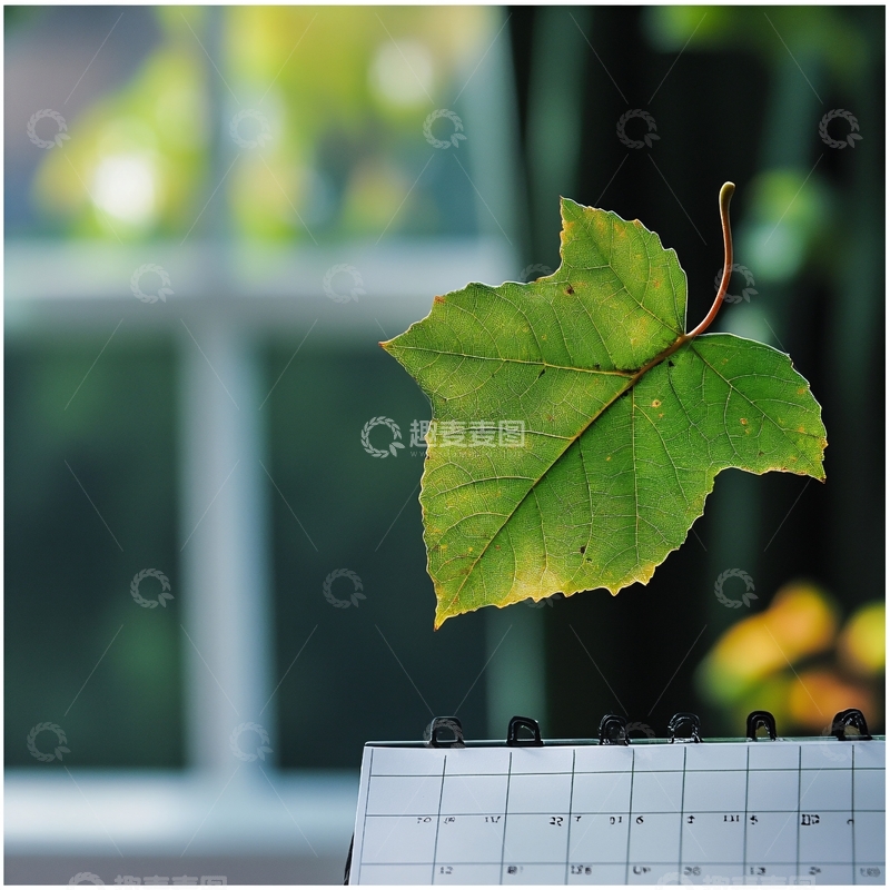 高清大图下载【趣麦麦图】窗外的树叶