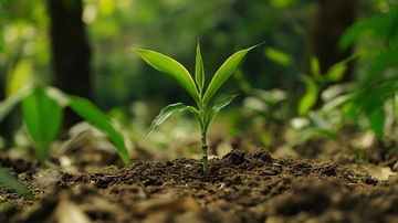 电脑壁纸小苗秧20