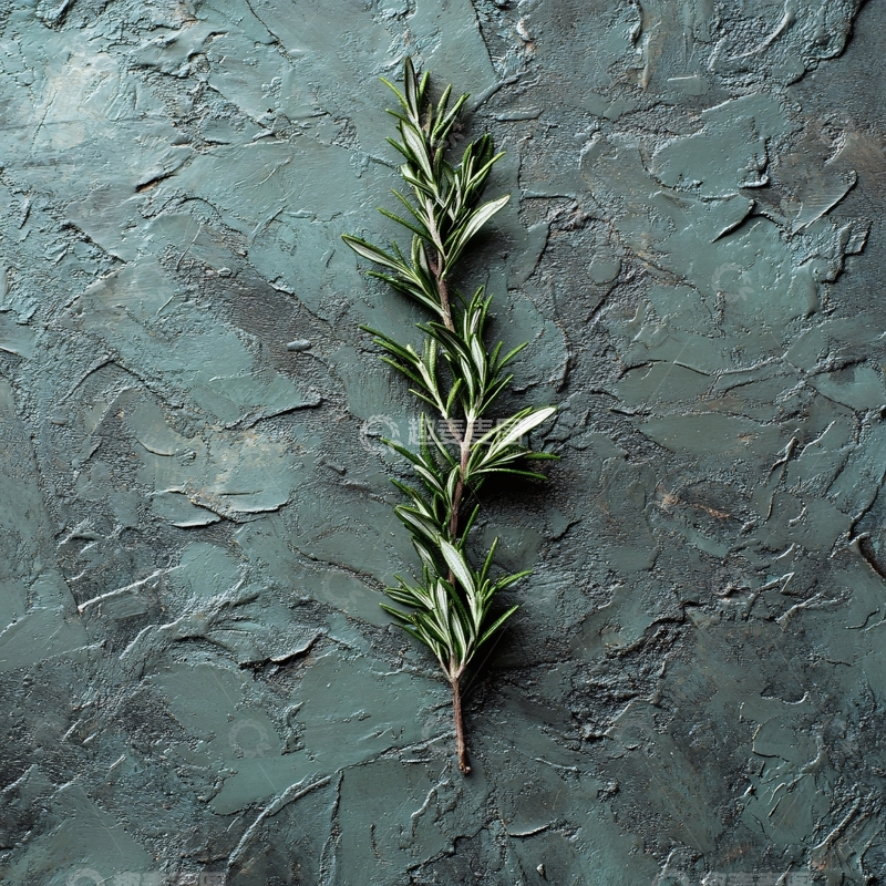 高清大图下载【趣麦麦图】迷迭香小枝