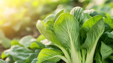 阳光下的青菜52