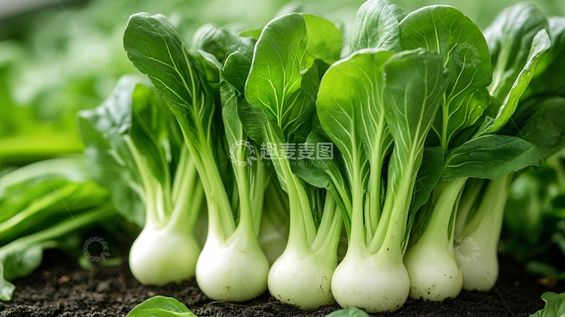 高清大图下载【趣麦麦图】青菜图片大全2