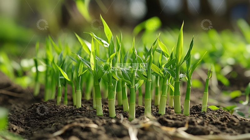 高清大图下载【趣麦麦图】青青麦苗微距特写