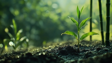 电脑壁纸小苗秧21