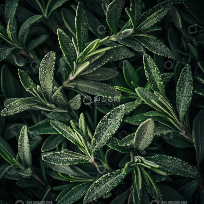 高清大图下载【趣麦麦图】夹竹桃树叶特写