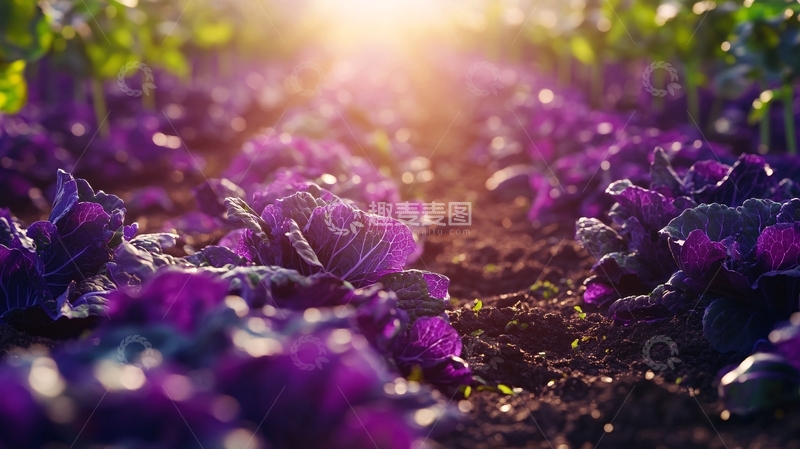 高清大图下载【趣麦麦图】红菜种植2