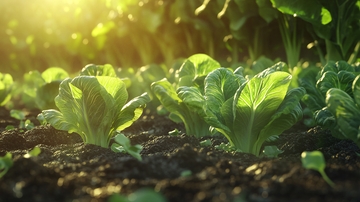 阳光下的青菜54